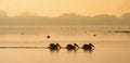 Pelicans swim across the water in the morning mist.