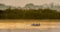 Pelicans swim across the water in the morning mist. Morning mist before dawn