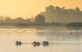 Pelicans swim across the water in the morning mist