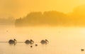 Pelicans swim in the morning mist