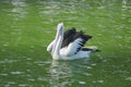 Pelicans swim in green water