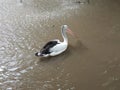 Pelicans swim in the lake at Surabaya Zoo