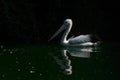 Pelicans swim in the morning light