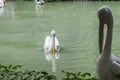 Pelicans swim in the pond at the zoo. Green water in the pond. Right - silhouette of a lonely pelican, close-up