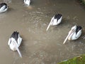 Pelicans swim in the river to find food at Surabaya Zoo