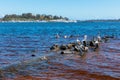 Pelicans swim on the Swan River in Perth Western Australia