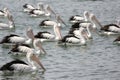 Pelicans Swimming Royalty Free Stock Photo