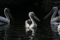 pelicans swimming with friends Royalty Free Stock Photo