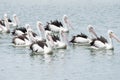 Pelicans swimming in a tight group together.