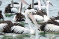 Pelicans swimming in a tight group together.