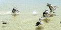 Pelicans swimming in the water