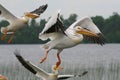 Pelicans Takeoff Royalty Free Stock Photo
