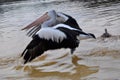 Pelicans Taking Flight:Moore River, Western Australia Royalty Free Stock Photo
