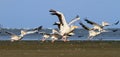 Pelicans taking off from sea shore