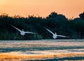 Pelicans taking of at sunrise in the Danube Delta, Romania Royalty Free Stock Photo