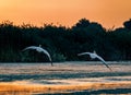 Pelicans taking of at sunrise in the Danube Delta, Romania Royalty Free Stock Photo