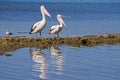 Pelicans