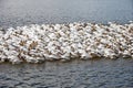 Pelicans at University Lake, Baton Rouge