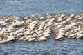 Pelicans at University Lake, Baton Rouge