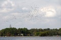 Pelicans at University Lake, Baton Rouge