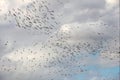 Pelicans at University lake in Baton Rouge, Louisiana