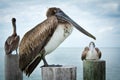 Pelicans up close