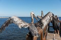 Pelicans waiting for fish an easy meal on wooden pier