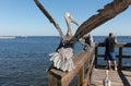 Pelicans waiting for fish an easy meal on wooden pier