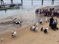 pelicans waiting for their feeding