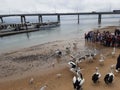 pelicans waiting for their feeding