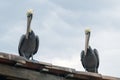 Pelicans Waiting and Watching for Lunch