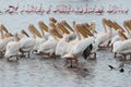 Pelicans in the water of Lake Nakuru as flamingos stand in the distance