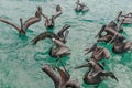 Pelicans in the water