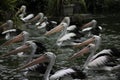 Pelicans wating for the food Royalty Free Stock Photo