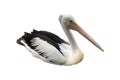 pelicans on a white background