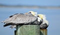 Pelicans on wooden posts