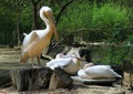 Pelicans in ZOO of Jihlava in Czech republic