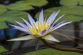 Blue Lotus of Egypt (Nymphaea Caerulea)