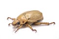 Pelidnota punctata - the grapevine beetle, spotted June beetle or spotted pelidnota - isolated on white background side front