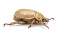 Pelidnota punctata - the grapevine beetle, spotted June beetle or spotted pelidnota - isolated on white background side profile Royalty Free Stock Photo