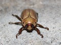 Pelidnota beetle close up view Royalty Free Stock Photo