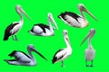 collection of pelicans