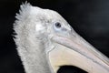 Pelikan portrait