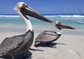 Pelikans comunity