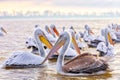 Pelikans in Kerkini Lake in northern Greece