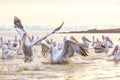 Pelikans in Kerkini Lake in northern Greece