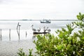 Pelikans in the lagoon of Chelem with boat, Mexico, Yucatan