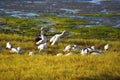 Pelis in the grass Royalty Free Stock Photo