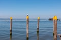 Pellestrina - Seagull sitting on wooden pole in city of Venice, Veneto, Northern Italy, Europe. Royalty Free Stock Photo