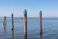 Pellestrina - Seagull sitting on wooden pole in city of Venice, Veneto, Northern Italy, Europe. Royalty Free Stock Photo